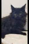 Maffig Maine Coon Kille