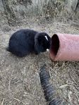 Mini lop hane 