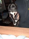 boxer,labradoodel
