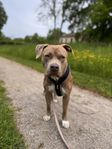 American Bully tik 