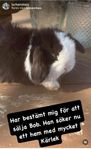 Kaninunge- Minilophane med hemleverans