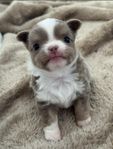 Chihuahua hane 