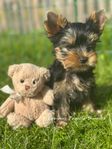 yorkshireterrier valp 