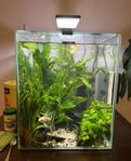 akvarium med fisk mm