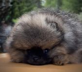 Mini Pomeranian 