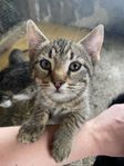 kattungar 