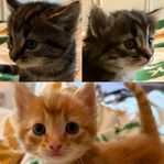 Kattungar