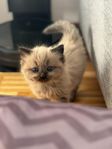 Ragdoll /Cherubim kattungar STAMTAVLA