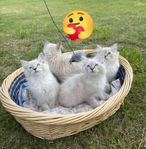 Katt 