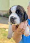 Saint Bernard valpar