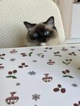 1 årig Ragdoll söker nytt hem