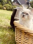 Katt