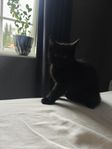 Kattungar Maine Coon/Norsk skogskatt