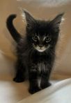 Maine Coon kille med stamtavla 