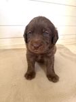 Underbara multigen labradoodels