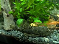 Ancistrus
