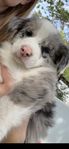 Border Collie valp