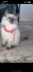 Ragdoll