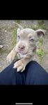 American bully valpar