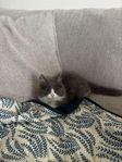 katt