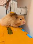 Guldhamster 9 mån