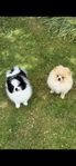 Pomeranian 