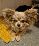 Chihuahua tik SKK
