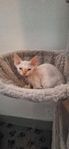 Devon Rex 