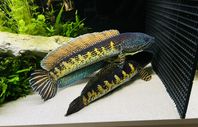Channa aurantimaculata par