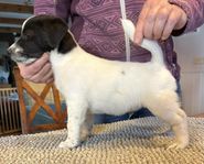 SKK Jack Russell valpar leveransklara !