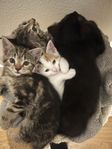 Sex underbara kattungar