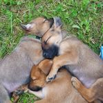 Hundvalpar