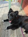 Jilla 5 år Aussie och Finsk Lapphund 