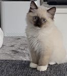 Ragdoll kattunge