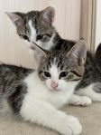 kattungar