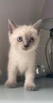 Ragdoll & Siames blandis kattungar