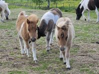Tre helt underbara shetlandshingstföl