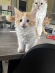 ragdollblandning