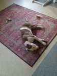American bully, 6 månader hane