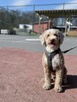Omplacering mini-labradoodle