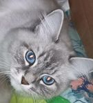 Sibirisk katt hona