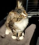 Två vackra kattungar 