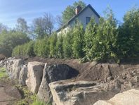 Thuja Brabant 2 meters + samt 1 meter+