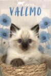 Kattunge Ragdoll 