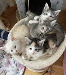 Norsk skogkatt