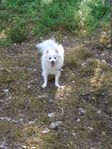 Tysk spets (kleinspitz)