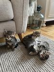 Underbara kattungar Sibirisk katt/Chinchilla perser/huskatt