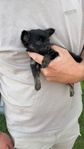 Mini chihuahua, långhårig.