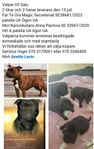 Staffordshire Bullterrier