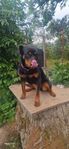 Rottweiler tik